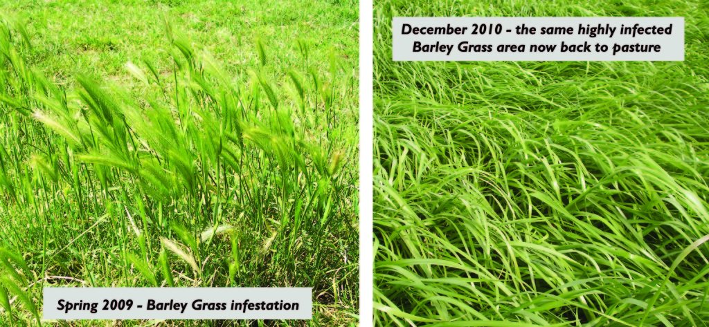 Barley Grass Control Comparisson