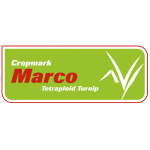 Marco Turnip - Notman Pasture Seeds