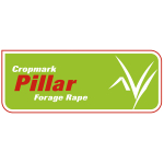 Pillar Forage Rape - Notman Pasture Seeds