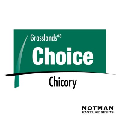 Choice-Chicory-Notman-Seeds