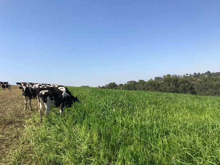 Millet & Notman Pasture Seeds