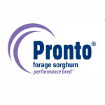 Pronto Forage Sorghum - Notman Pasture Seeds