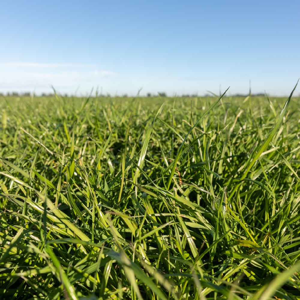 Premium-Equine-Blend