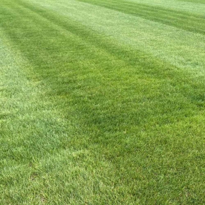 Turf Equine Blend