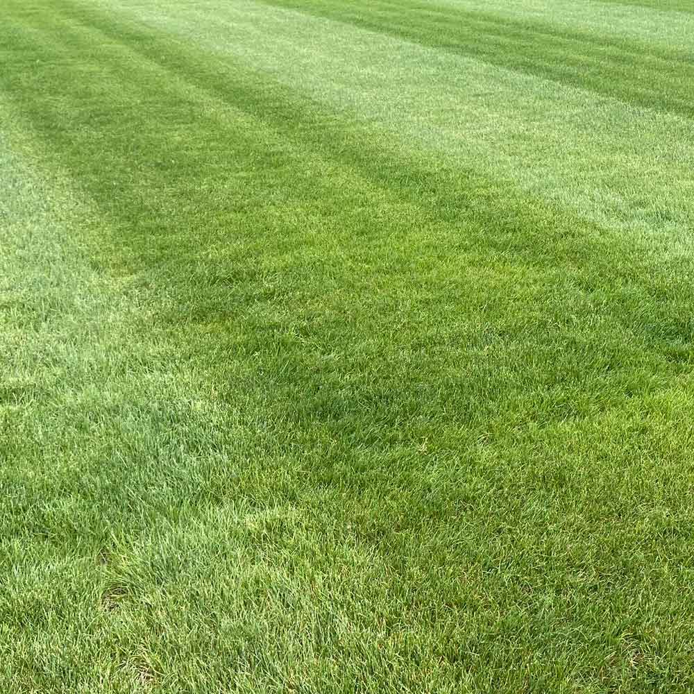Turf-Equine-Blend---Notman-Pasture-Seeds