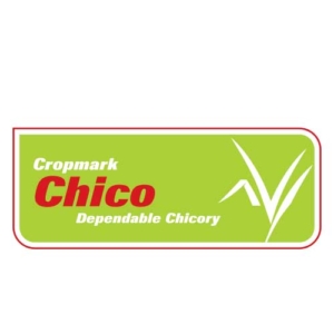 Chico-Chicory Notman Seeds