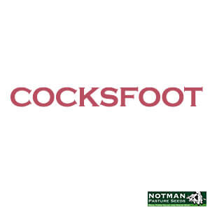Cocksfoot