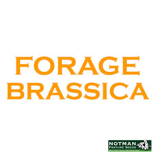 Forage Brassicas