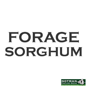 Forage Sorghum
