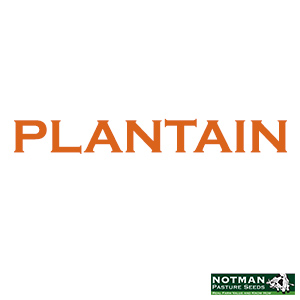 Plantain