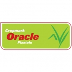 Oracle Plantain
