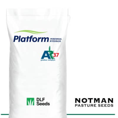 Platform AR37 Perennial Ryegrass