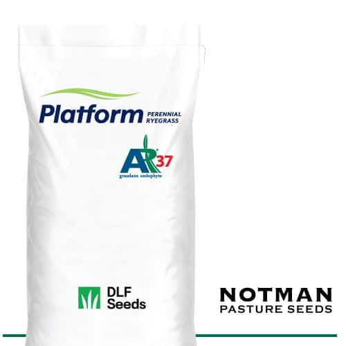 Platform AR37 Perennial Ryegrass