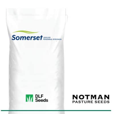 Somerset SE Perennial Ryegrass