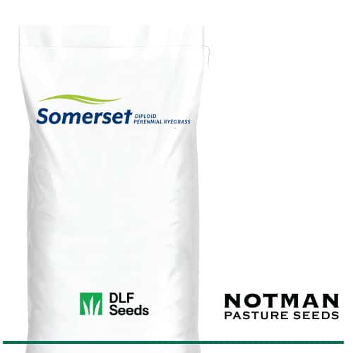 Somerset SE Perennial Ryegrass