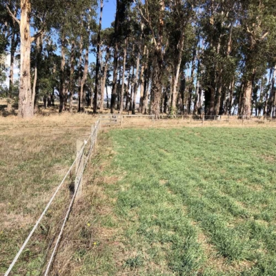 Long Term Hardy Dryland Equine Blend