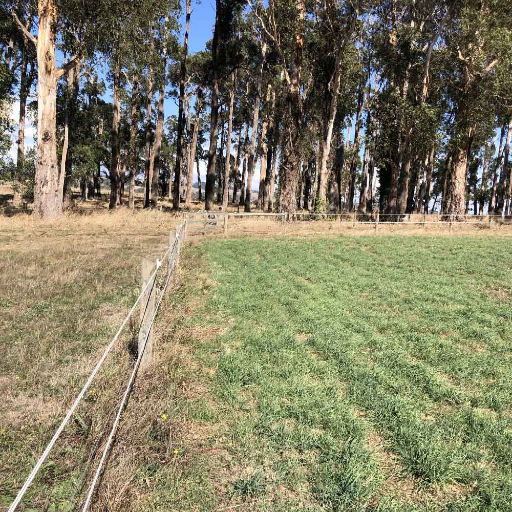 Long Term Hardy Dryland Equine Blend