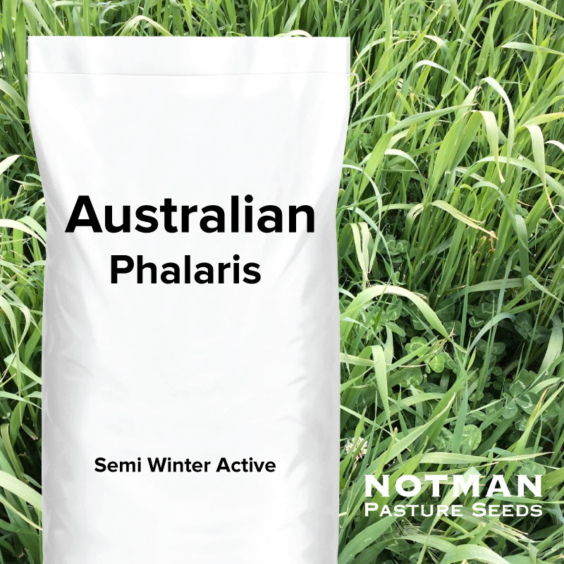 Australian Phalaris
