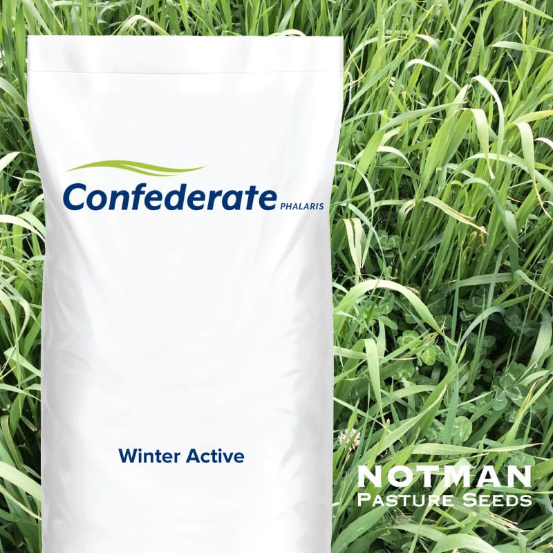 Confederate Phalaris