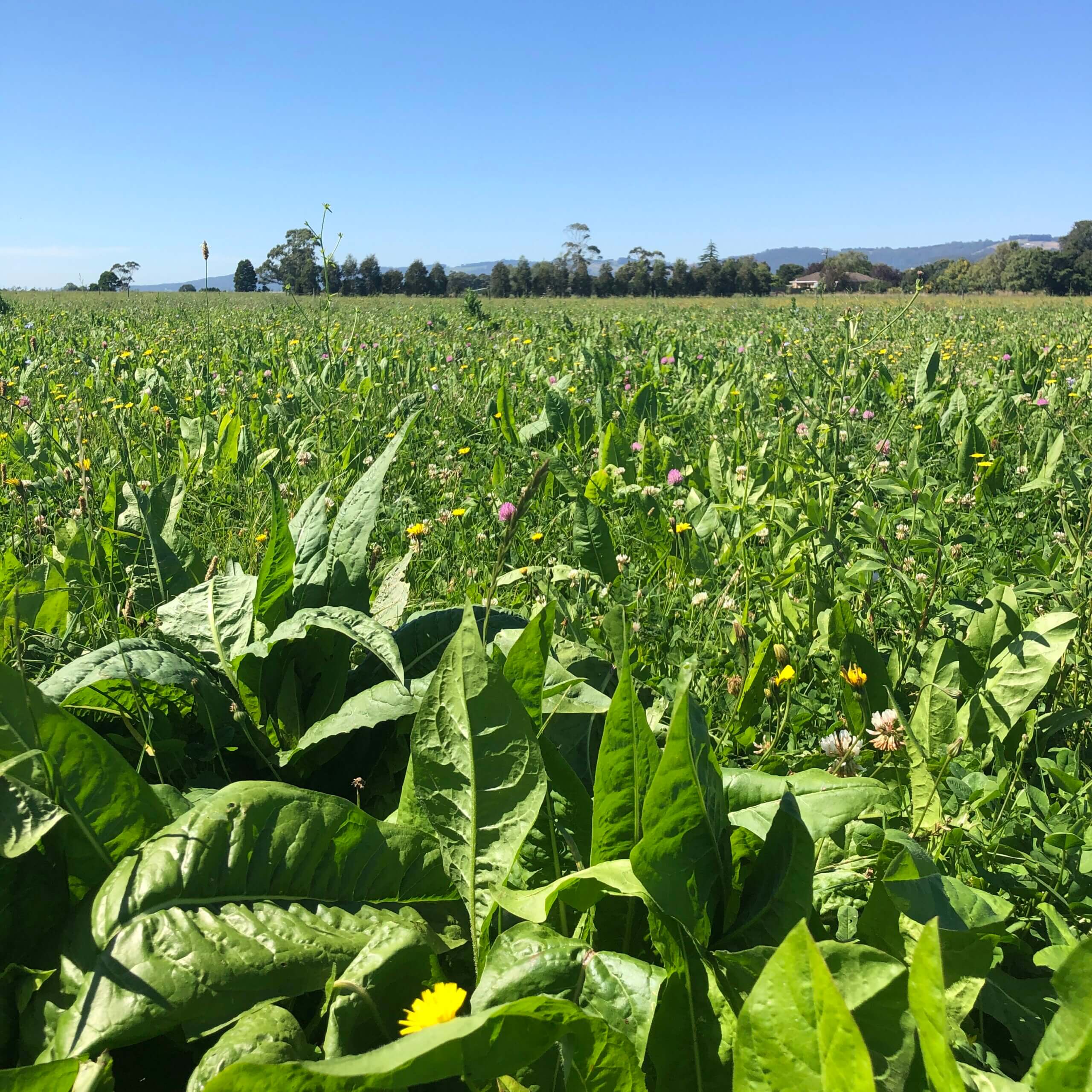 Multi Species Pasture Blends Notman Pasture Seeds Australia