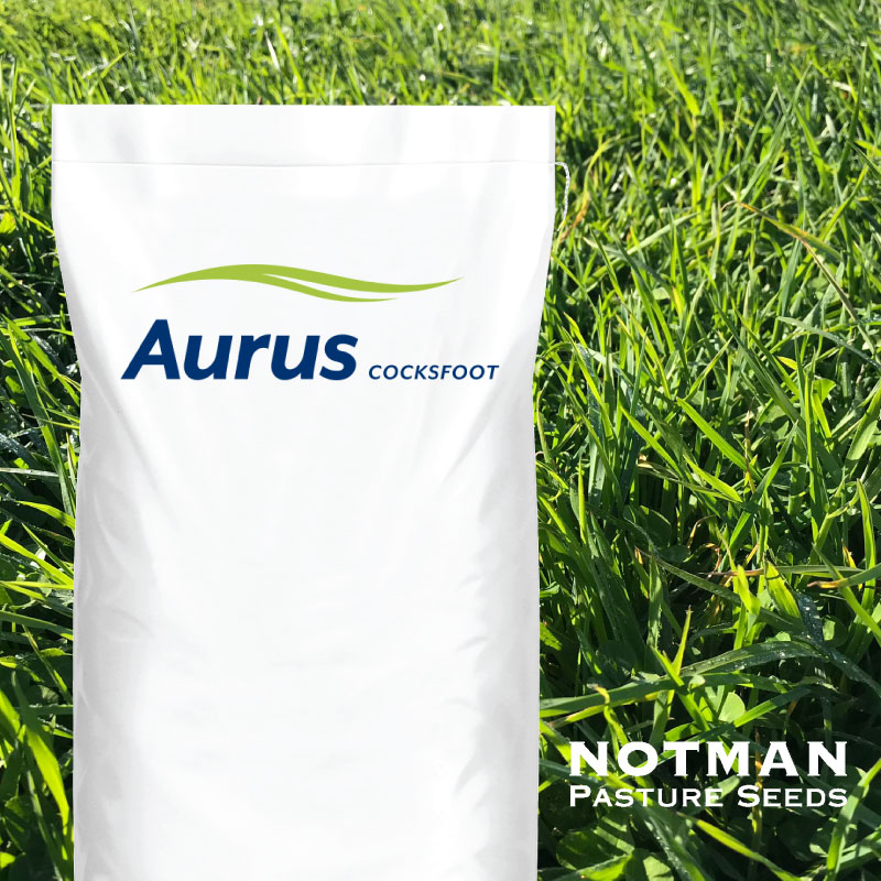 Aurus-Cocksfoot-Notman-Pasture-Seeds