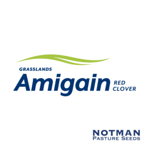 Amigain-Red-Clover-Notman-Pasture-Seeds