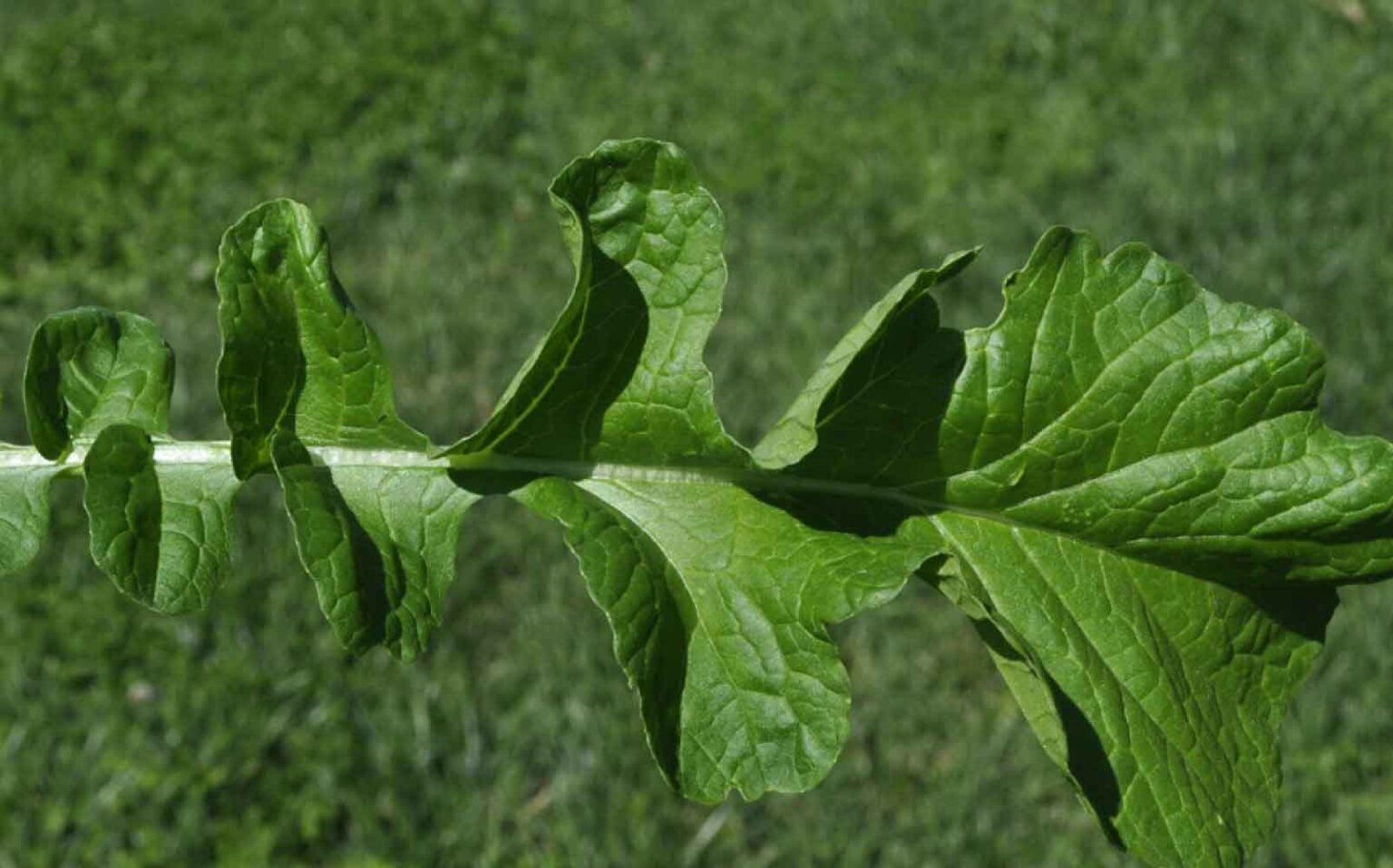 Forage Radish Notman Pasture Seeds Australia