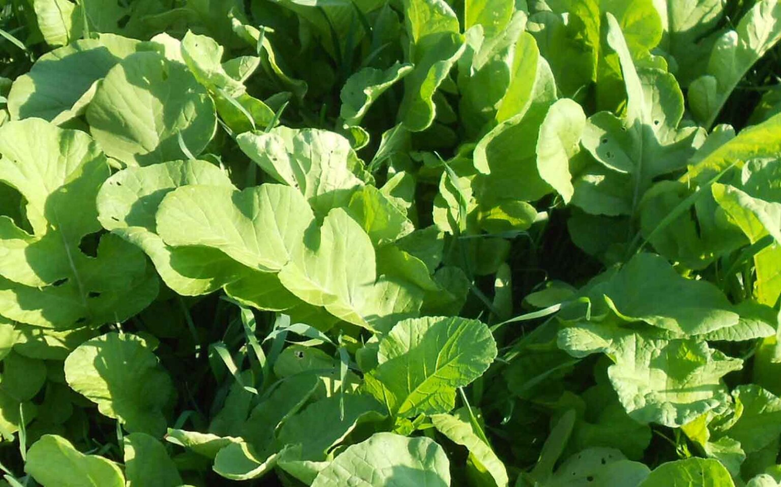 Forage Radish Notman Pasture Seeds Australia