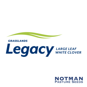 Legacy-White-Clover-Notman-Seeds