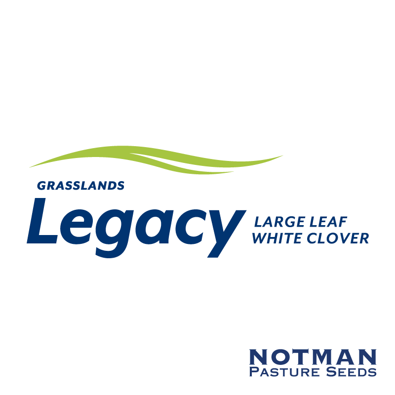 Legacy-White-Clover-Notman-Seeds