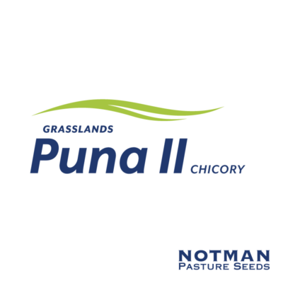 Puna-II-Chicory-Notman-Pasture-Seeds