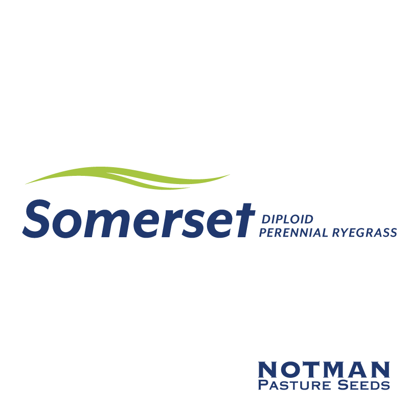 Somerset-Perennial-Ryegrass-Notman-Pasture-Seeds