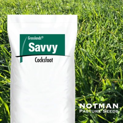 Savvy Cocksfoot