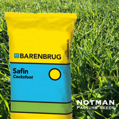 Safin Cocksfoot