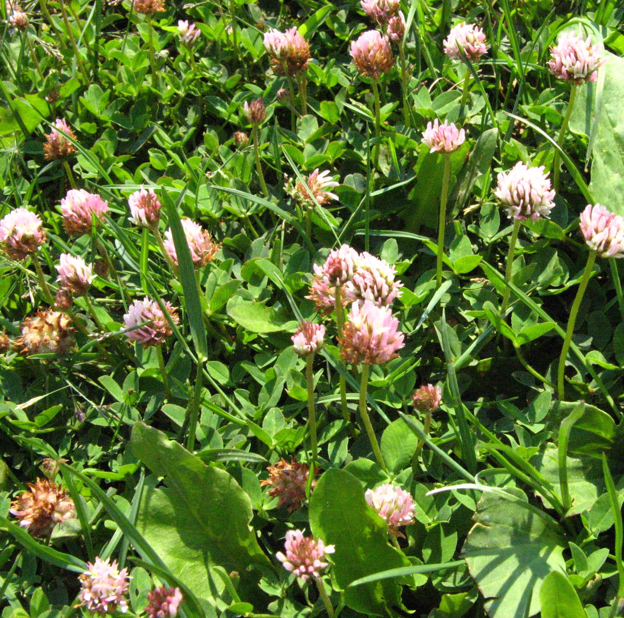 Strawberry Clover - Notman Pasture Seeds Australia