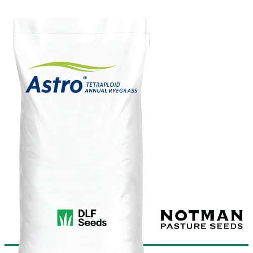 Astro Annual Ryegrass