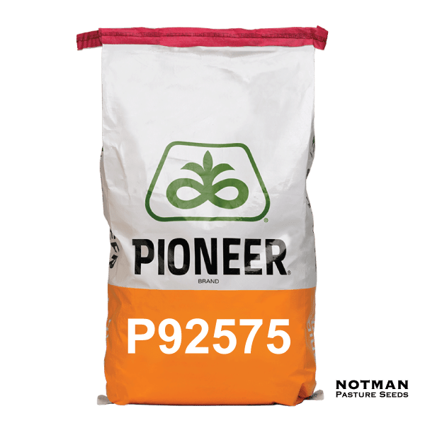 P92575-Maize-Hybrid---Notman-Pasture-Seeds