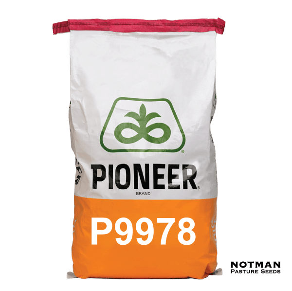 P9978-Maize-Hybrid-Notman-Pasture-Seeds