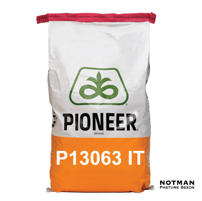 P13063-IT-Maize-Hybrid-Notman-Seeds