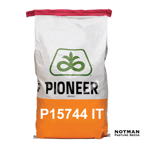 P15744-IT-Maize-Hybrid-Notman-Seeds