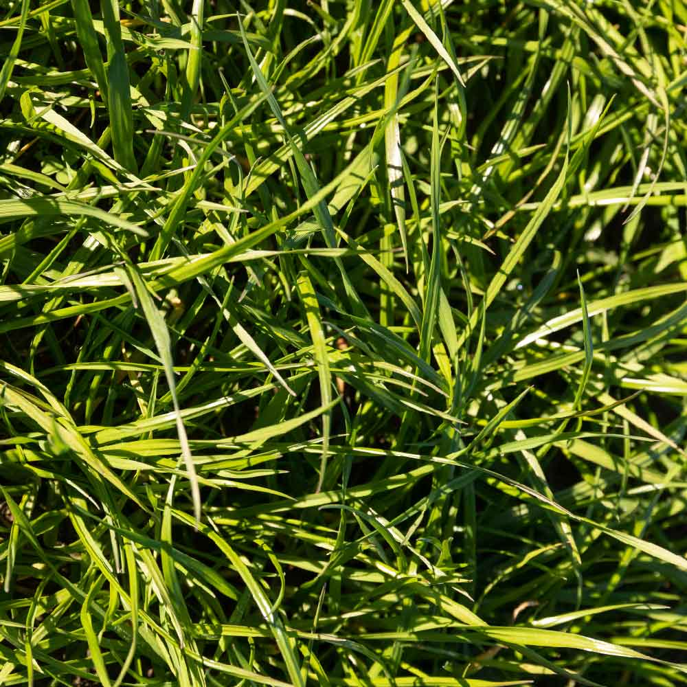 All-Purpose-Equine-Blend---Notman-Pasture-Seeds