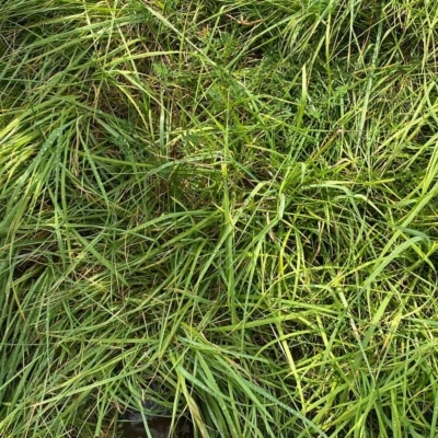 Economy Equine Blend