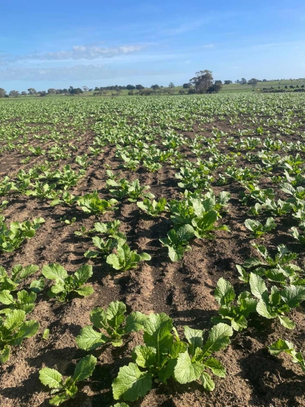 CleanCrop Toto Turnip Notman Pasture Seeds CleanCrop Toto Turnip Notman Pasture Seeds