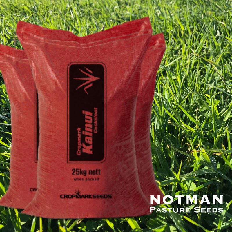 Kainui-Cocksfoot-Notman-Pasture-Seeds