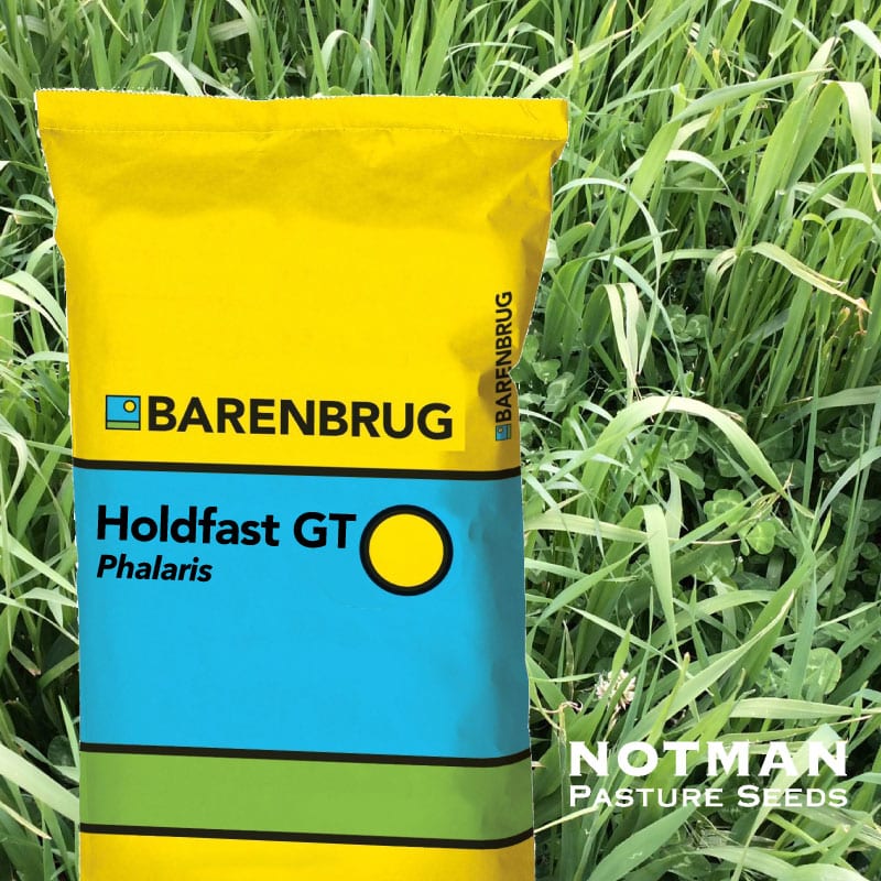 Holdfast GT Phalaris