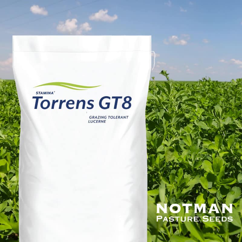Stamina-Lucerne-Torrens-GT8-Notman-Pasture-Seeds