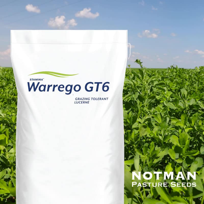 Warrego GT6 Grazing Lucerne