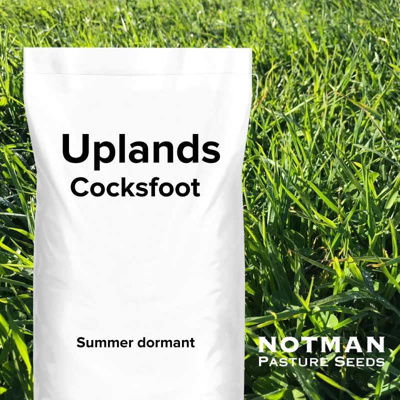 Uplands Cocksfoot