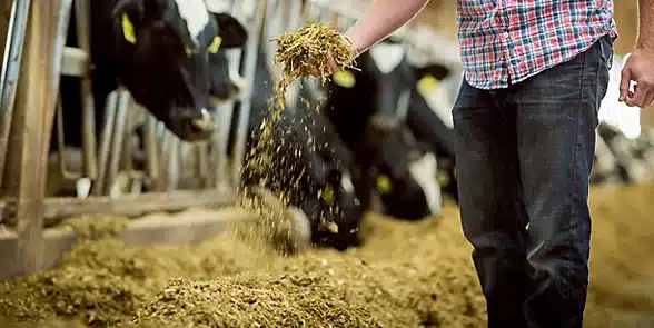 IMG_man-holding-silage-in-dairy-barn-1-0_99_