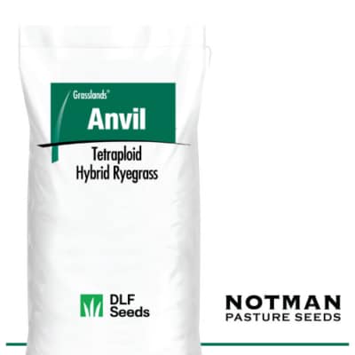 Anvil AR37 Hybrid Ryegrass
